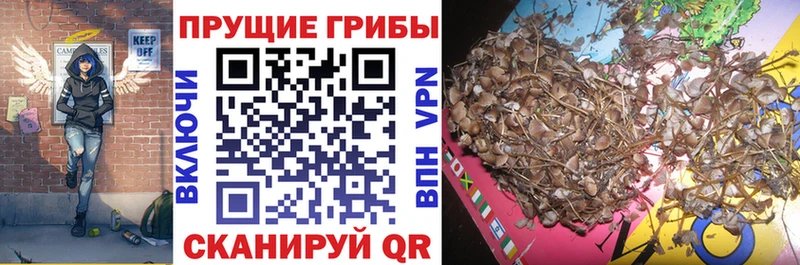 Купить где  Котлас  Псилоцибиновые грибы Psilocybe 